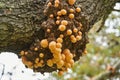 Cyttaria darwinii is a spongy, orange colorred and edable mushroom.