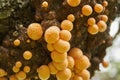 Cyttaria darwinii is a spongy orange colorred and edable mushroom growing on trees in the southern hemisphere.