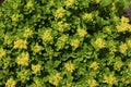 Czar`s Gold Sedum  814638 Royalty Free Stock Photo