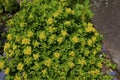 Czar`s Gold Sedum 814639