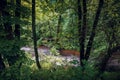 Czartowe Pole Nature Reserve, Susiec, Poland. A river with a sandy bottom in the midst of a dense forest. A wooden footbridge