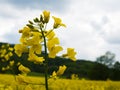 Czech countryside yellow rape seed oil field country biofuel biodiesel Royalty Free Stock Photo