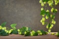 Czech fain aroma hops Royalty Free Stock Photo