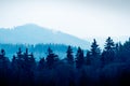 Czech forest in a cold afternoon in Karlovy Vary Royalty Free Stock Photo