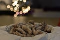 Czech, German and Austrian traditional Christmas cookies vanilla crescents on decorated tray powdered with icing sugar and bookeh.