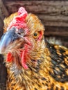 Czech gold brindle hen. Chicken pecking camera. Macro