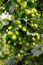 Czech hops Royalty Free Stock Photo