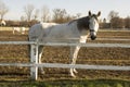 Czech horse breed, Starokladruby white domesticated horses on pasture