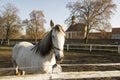 Czech horse breed, Starokladruby white domesticated horses on pasture