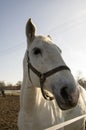 Czech horse breed, Starokladruby white domesticated horses on pasture