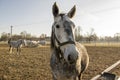 Czech horse breed, Starokladruby white domesticated horses on pasture