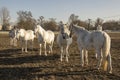 Czech horse breed, Starokladruby white domesticated horses on pasture