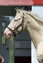 Blue eyed warmblood stallion