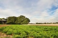 Czech landscape with green and gold fields, big trees and a highway bridge between the villages Brozany nad Ohri, Doksany and Hos Royalty Free Stock Photo