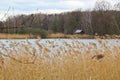 Czech landscape with pond and big dry grass