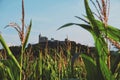 Czech middle age castle Kuneticka Hora with corn field under the blue summer sky (Pardubice)