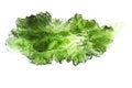 czech moldavite isolated Royalty Free Stock Photo