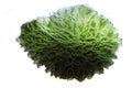 czech moldavite isolated Royalty Free Stock Photo