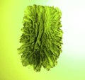 czech moldavite isolated Royalty Free Stock Photo