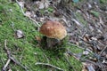 Small boletus growing from moss