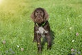 Czech pointer dog/  eight - week puppy of hunter dog named Cesky fousek Royalty Free Stock Photo