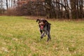 Czech pointer enjoys her freedom in wild nature after leaves the yard. Hunting dog with funny expression in meadow