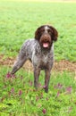 Czech pointer in flowers