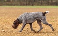 Czech pointer sniffing