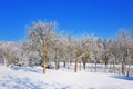 Czech republic garden wire fence in winter time