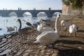 Mute swans Cygnus olor on Vltava riverside with Charles bridge. Prague, Czech republic Royalty Free Stock Photo