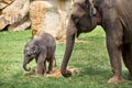 Czech Republic. Prague. Prague Zoo. Little baby elephant. June 12, 2016