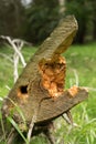 Czech Republic  on the road ceskosaske svycarsko sneznik old trees looks like fish head Royalty Free Stock Photo