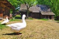 Czech republic, Roznov pod Radhostem, Historic house in the museum Royalty Free Stock Photo