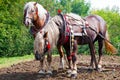 Ploughing horses by tillth, famous open-air museum of folk architecture in Straznice town, Southern Moravia, Czech republic. Compl Royalty Free Stock Photo