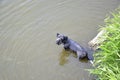 Czech terier in the water Royalty Free Stock Photo