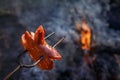 Czech Traditional barbecue sausages on a stick Royalty Free Stock Photo