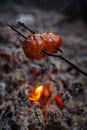 Czech Traditional barbecue sausages on a stick Royalty Free Stock Photo