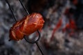 Czech Traditional barbecue sausages on a stick Royalty Free Stock Photo