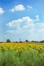 Czech Village, Field of Sunflowers