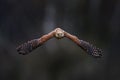 Czech wildlife. Kestrel flight on the tree branch with fungi. Falco tinnunculus, little bird of prey in the nature habitat, Czech