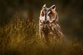 Czech wildlife. Owl in nature. Asio otus, Long-eared Owl sitting in green vegetation in the fallen larch forest during dark day. Royalty Free Stock Photo