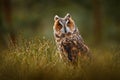 Czech wildlife. Owl in nature. Asio otus, Long-eared Owl sitting in green vegetation in the fallen larch forest during dark day. Royalty Free Stock Photo