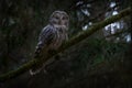 Czech wildlife. Owl in the spruce tree forest habitat, Sumava NP, Czech Republic. Ural Owl, Strix uralensis, sitting on tree Royalty Free Stock Photo