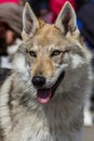 Czech Wolfdog Royalty Free Stock Photo