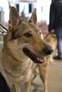 Czechoslovak wolf dog Royalty Free Stock Photo