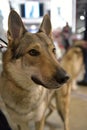 Czechoslovak wolf dog Royalty Free Stock Photo