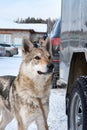 Czechoslovak wolf dog stands near the car and waits for the owner Royalty Free Stock Photo