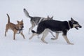 Czechoslovak wolfdog, east european shepherd and american pit bull terrier are running on a white snow in the winter Royalty Free Stock Photo