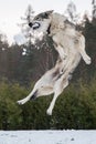 Czechoslovak wolfdog jump and catch snowball