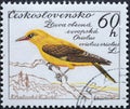 Czechoslovakia Circa 1959: A postage stamp printed in Czechoslovakia showing a Golden Oriole Oriolus oriolus